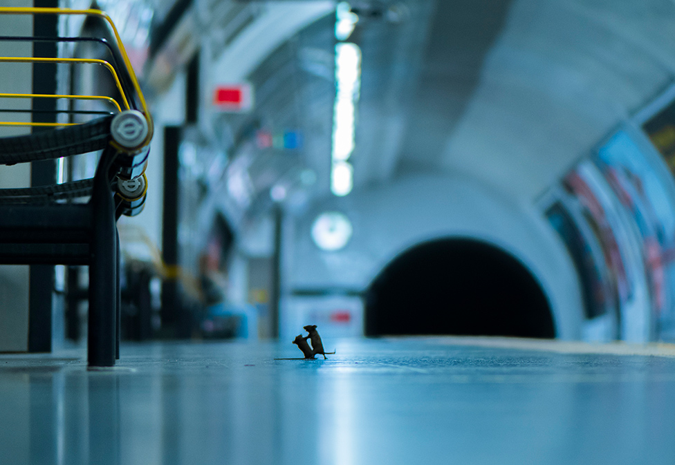 Fotógrafo de Vida Silvestre: la increíble imagen de dos ratones “peleando” en el metro que ganó el voto popular en el concurso
