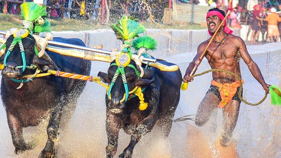 Srinivas Gowda estableció un récord en kambala, una práctica deportiva del sur de India. Foto:BBC Mundo Cultura