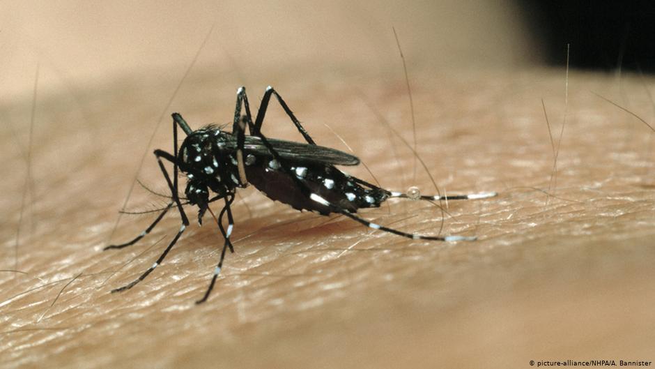 Mosquito aedes aegypti, transmisor de la fiebre del dengue. 