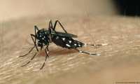 Mosquito aedes aegypti, transmisor de la fiebre del dengue. 