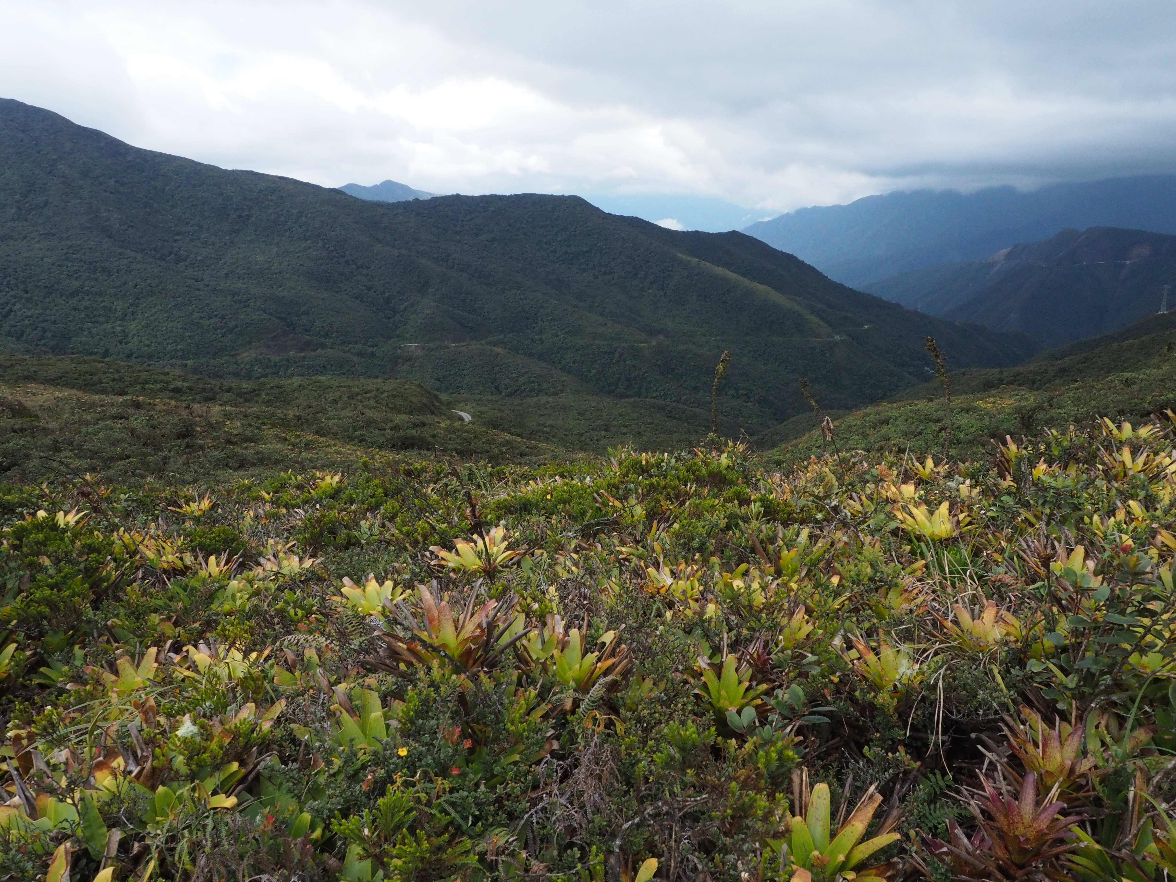 Páramo arbustivo del Abra de Zamora, entre las provincias de Loja y Zamora Chinchipe en Ecuador. Con una gran variedad de ecosistemas. Foto Prensa Libre, archivo EFE
