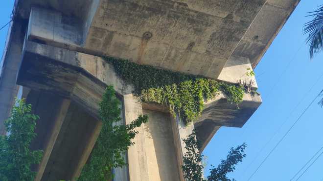 Maleza crece en las bases del puente de Río Dulce ante la falta de mantenimiento. (Foto Prensa Libre: Dony Stewart)