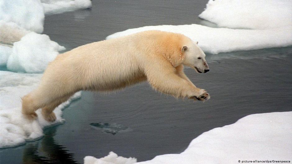 Los osos polares pierden cada vez más de su hábitat en el Ártico.