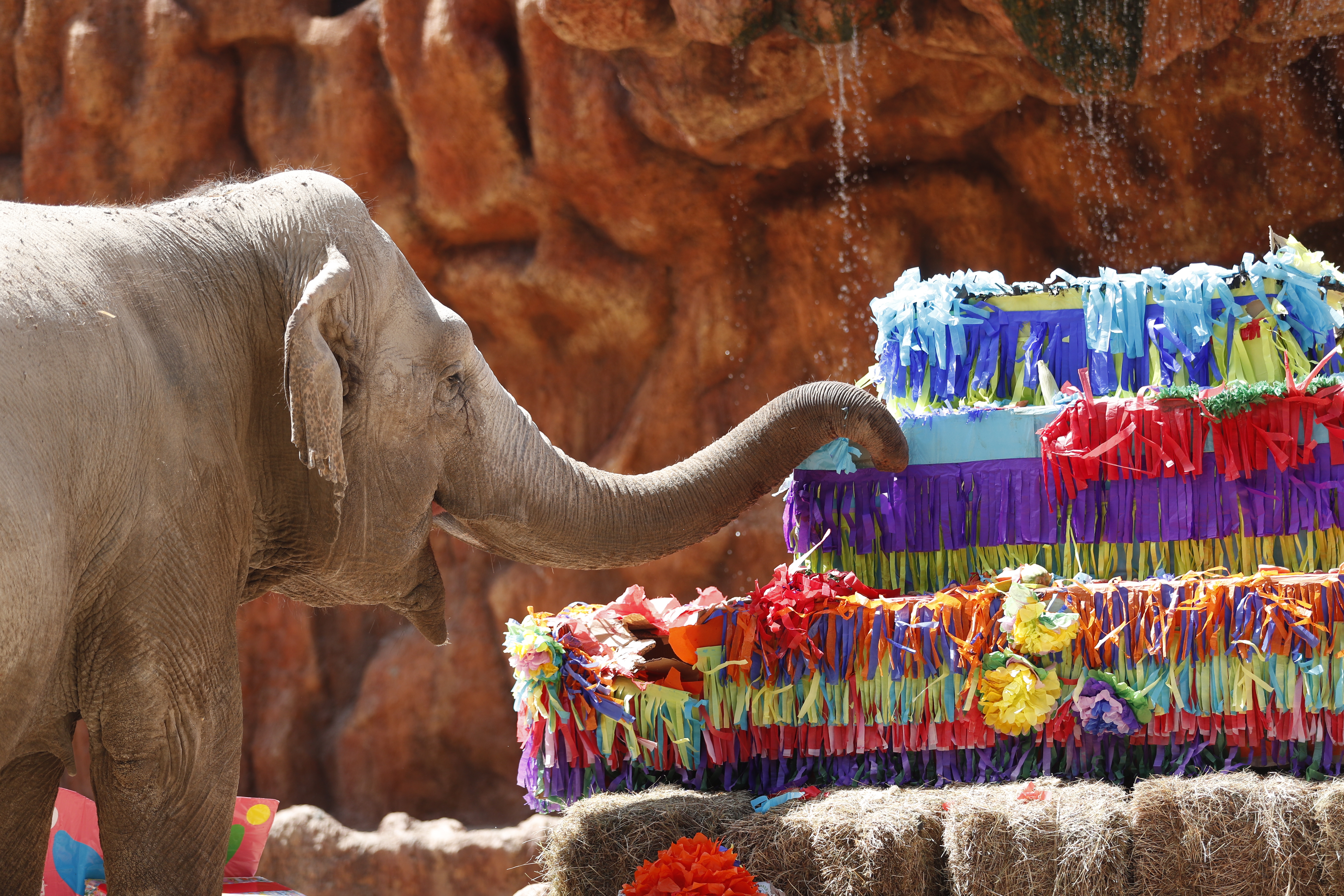 Para la elefanta este es un momento especial porque recibe regalos y un pastel gigante, el cual degusta ante los ojos de niños y adultos. Fotografía Esbin Garcia/Prensa Libre