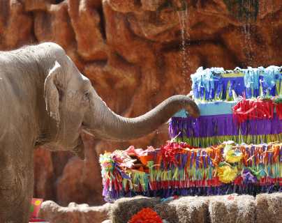 Fotogalería: elefanta Trompita festeja sus 59 años con un pastel de 300 libras
