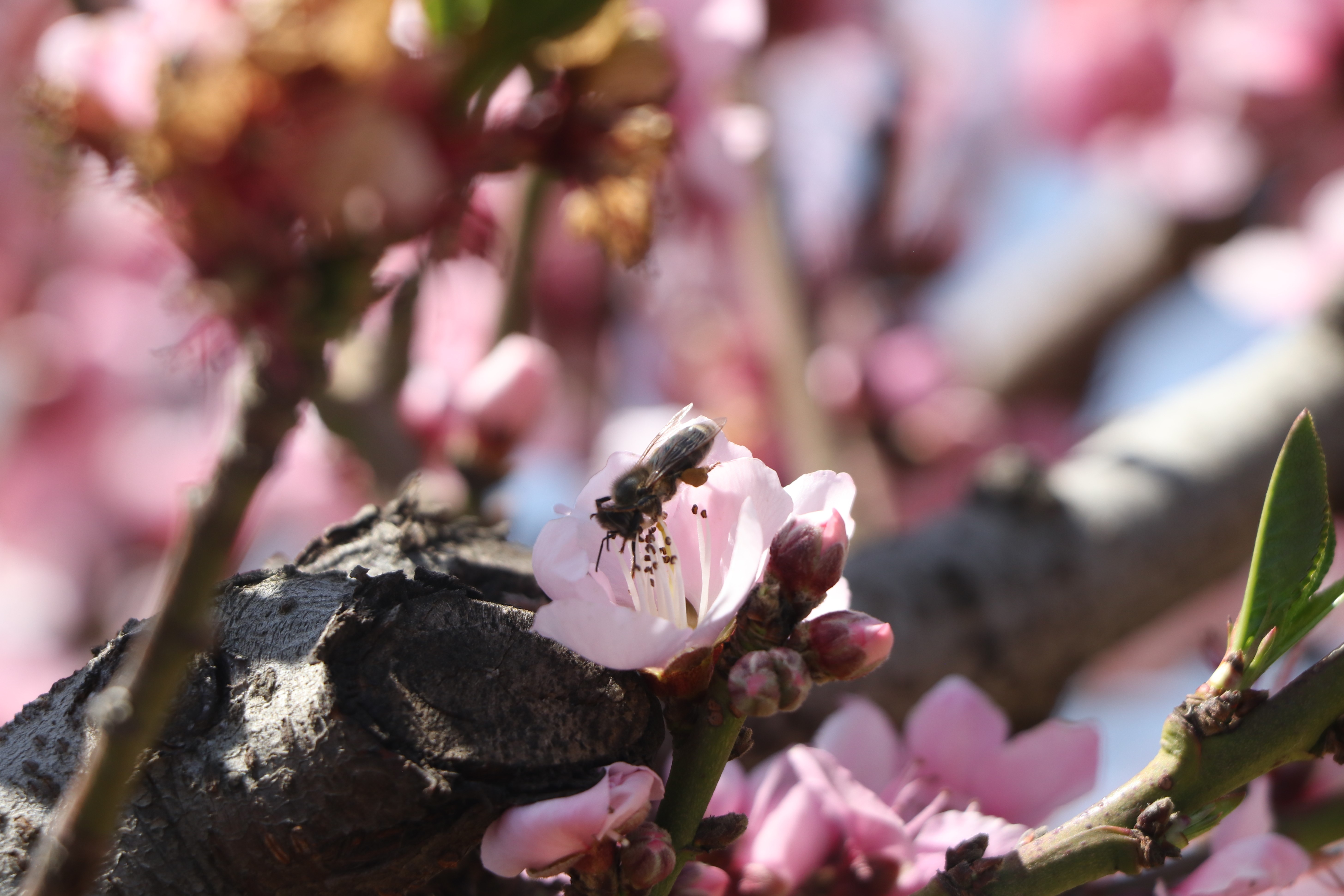 Las abejas juegan un papel importante en la polinización de la flor para que se produzca el melocotón. (Foto Prensa Libre: Raúl Juárez)
