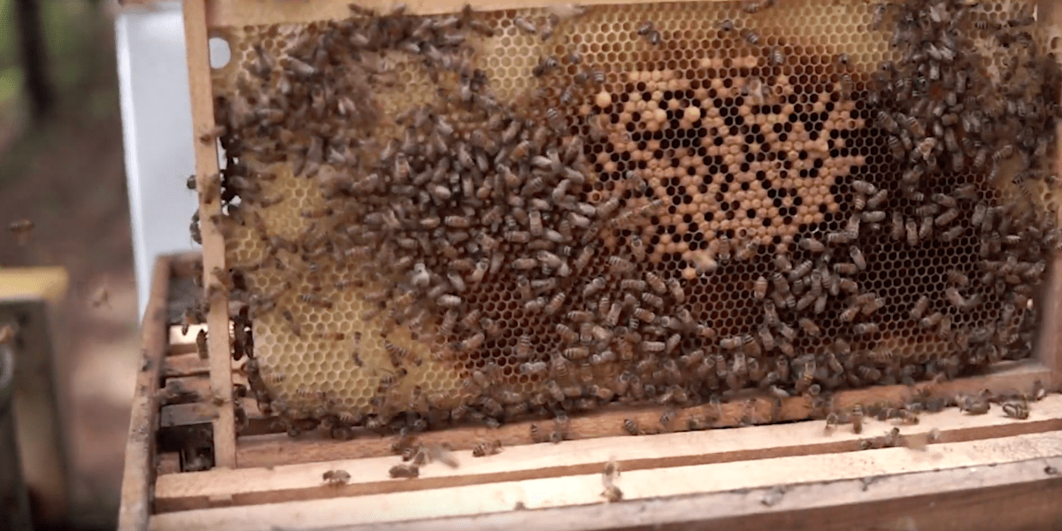 La guatemalteca que descubrió una colmena de productos de belleza a base de miel