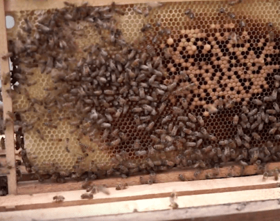 La guatemalteca que descubrió una colmena de productos de belleza a base de miel