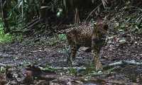 En el mismo lugar donde fueron captados los tres presuntos cazadores, una cámara trampa documentó una hembra de jaguar. (Foto Prensa Libre: Cortesía)

