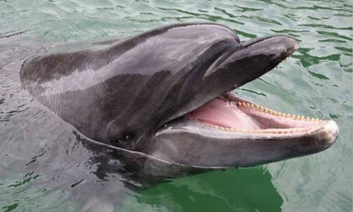El delfín presentaba señales de haber recibido disparos. Fotografía con fines ilustrativos. (Foto Prensa Libre: Hemeroteca PL)