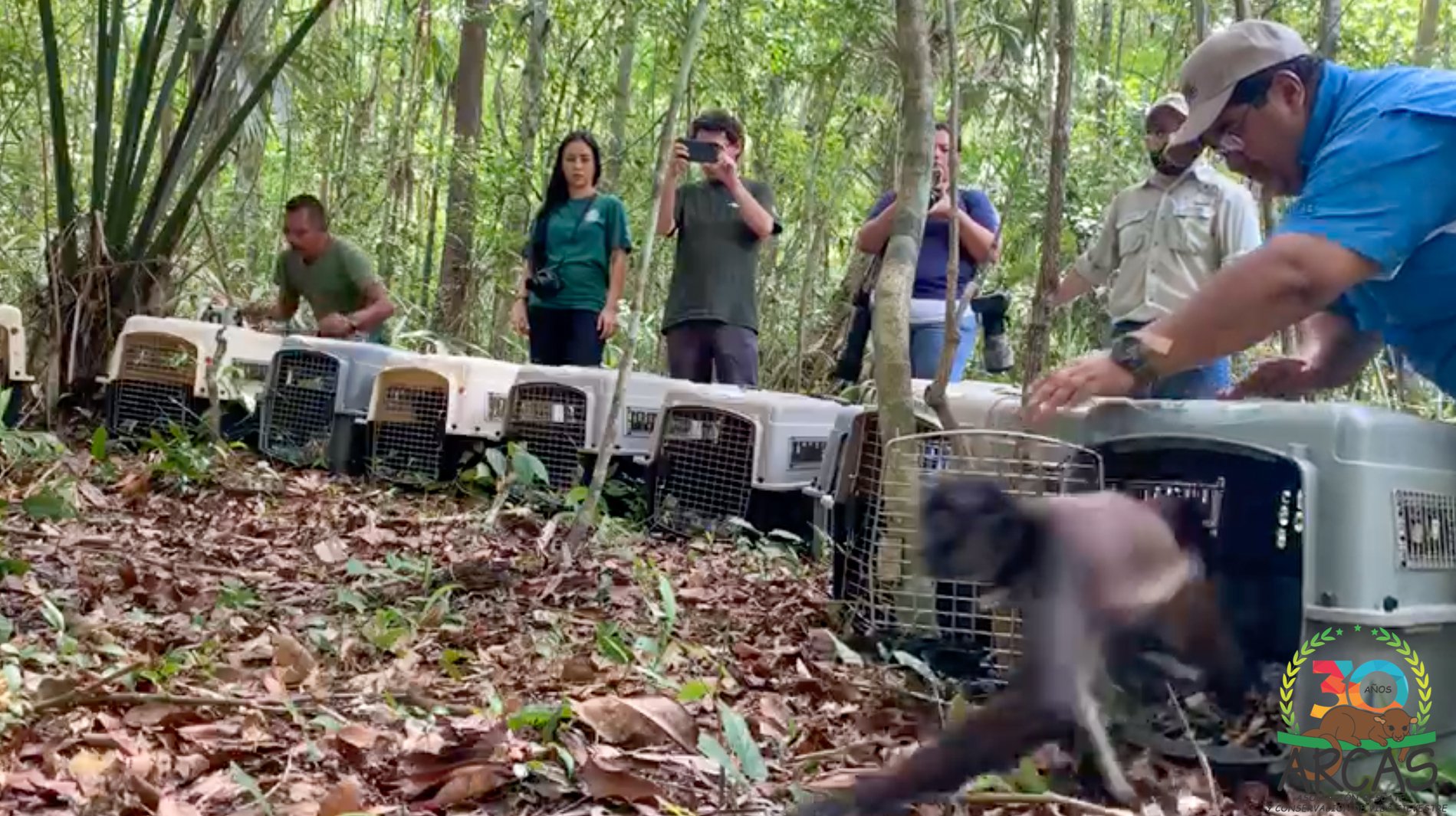 Los monos fueron liberados en el Parque Nacional Yaxha-Nakum-Naranjo, Petén. (Foto Prensa Libre: Cortesía Arcas)