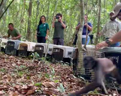 Monos que fueron víctimas de tráfico de animales recuperan su libertad en una selva de Petén