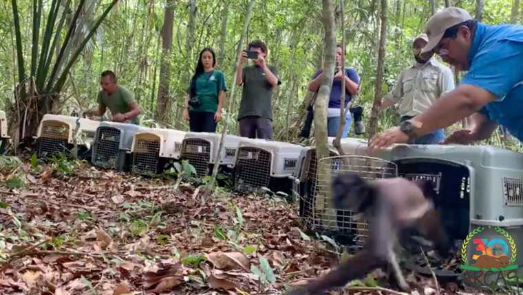 Los monos fueron liberados en el Parque Nacional Yaxha-Nakum-Naranjo, Petén. (Foto Prensa Libre: Cortesía Arcas)