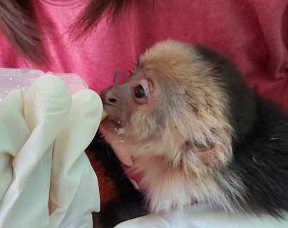 Así se recuperan los monos rescatados en Sacatepéquez, pero se necesita apoyo para su mantenimiento