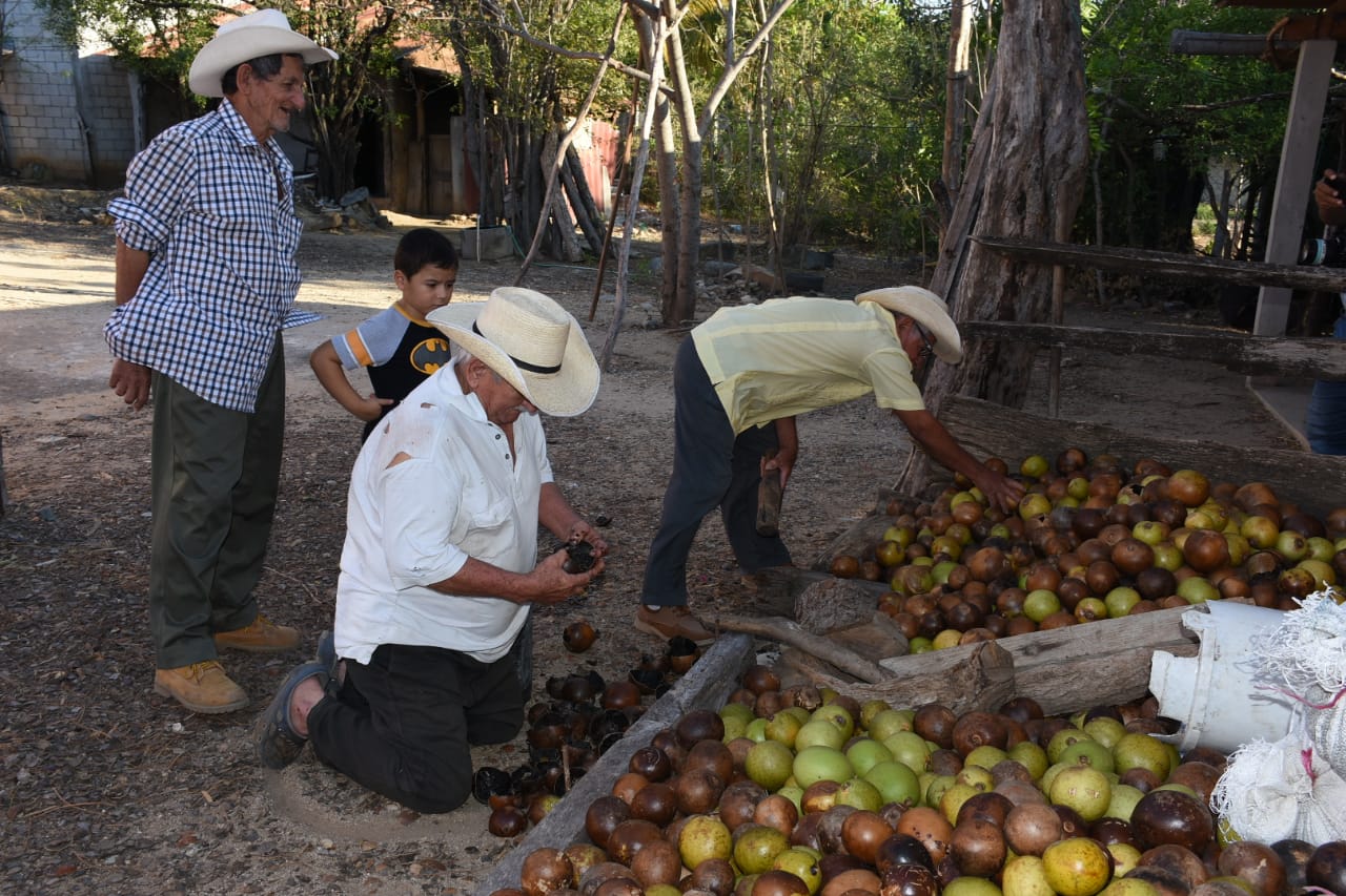El fruto del árbol de morro es secado durante 20 días para luego aprovechar su pulpa como un complemento en la alimentación del ganado, en El Maguey, Zacapa. (Foto Prensa Libre: Wilder López)