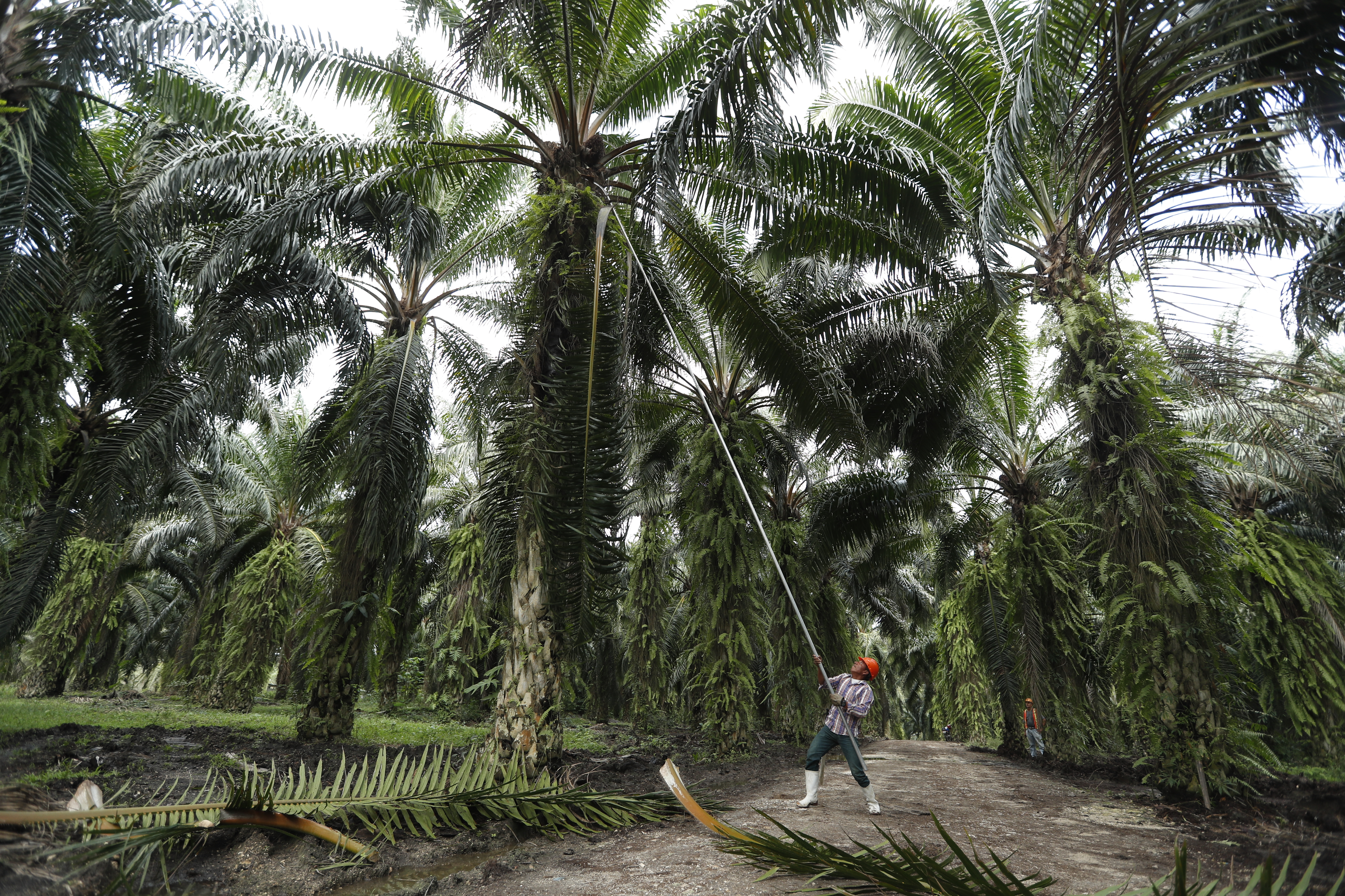 Para saber si las plantaciones están cumpliendo con la norma de Cero Deforestación, las empresas socias de Grepalma contratarán una empresa para hacer un monitoreo satelital. (Foto Prensa Libre: Hemeroteca PL) 



Fotografa  Esbin Garcia  05-12-2019