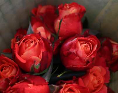 Fotogalería: Santo Domingo Xenacoj produce rosas de primera calidad