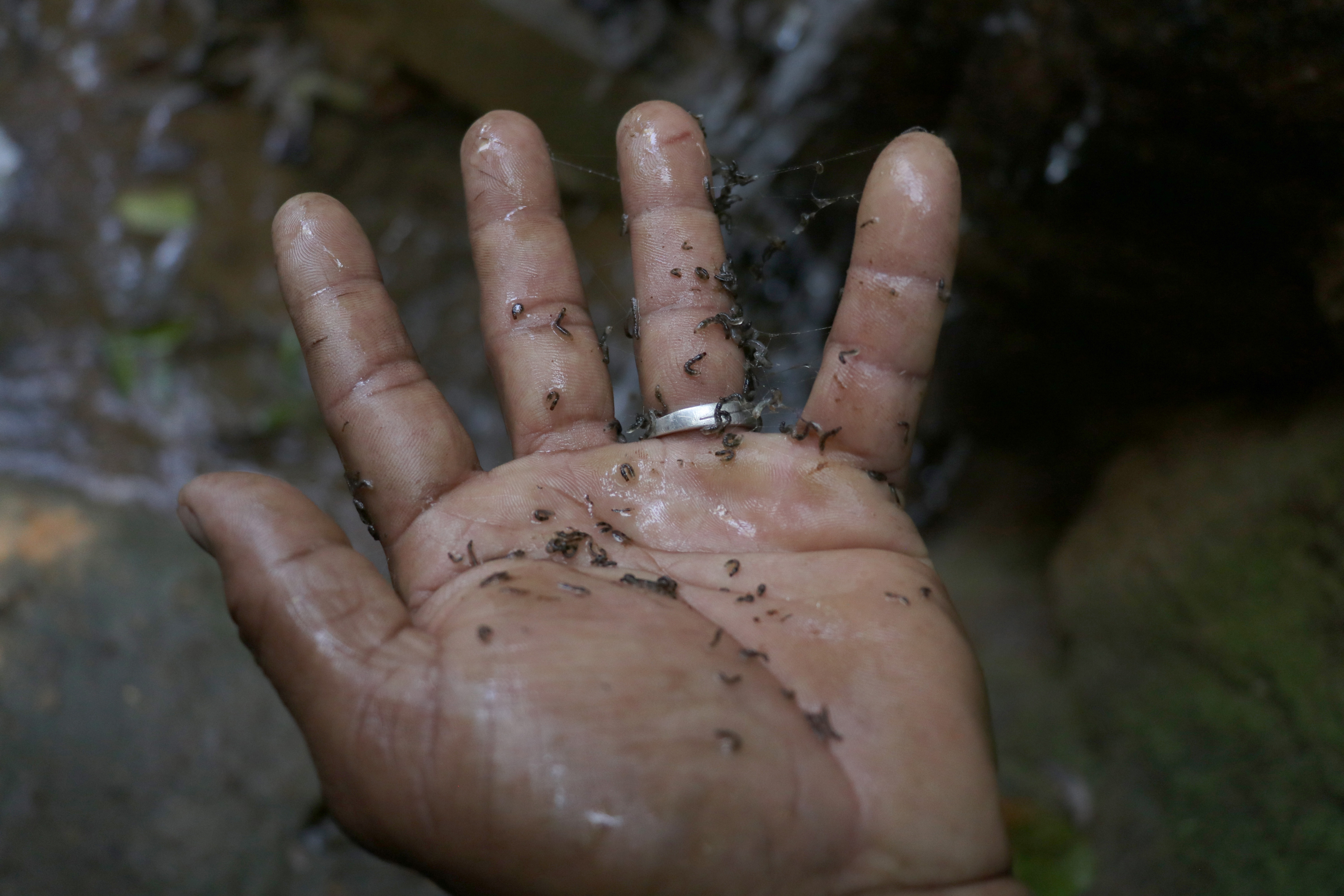 Larvas quedaron en la palma de la mano de un empleado municipal al pasarla en el agua de un estaque que surte a Santa Ana Huista. (Foto Prensa Libre: Mike Castillo)
