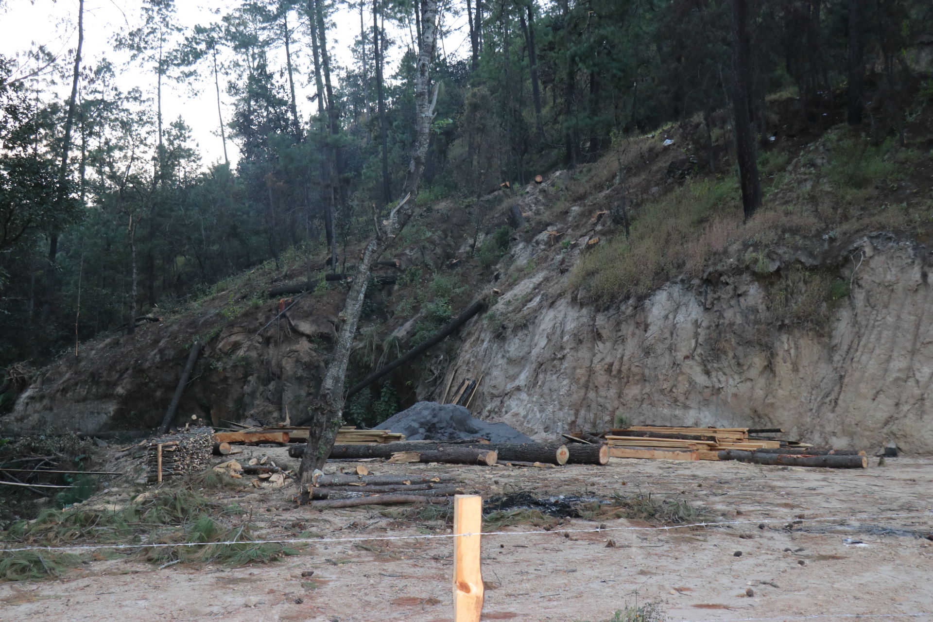 El Inab autorizó al exdiputado Ferdy Elías talar 46 árboles en un área boscosa que en un documento aseguró que era de su propiedad. (Foto Prensa Libre: Héctor Cordero)