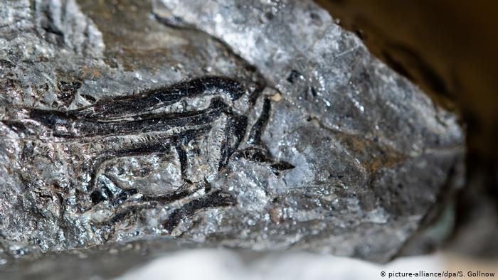Fósil del cráneo de un dinosaurio de 10 centrímetros en Alemania. (picture-alliance/dpa/S. Gollnow)