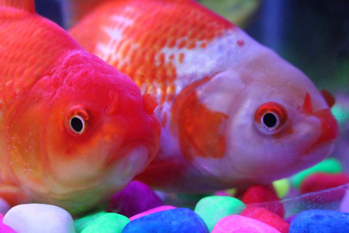 Lo que debe saber antes de adoptar peces como mascotas
