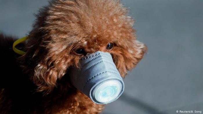 Más vale prevenir que curar. Mascota en Shanghai. (Reuters/A. Song)