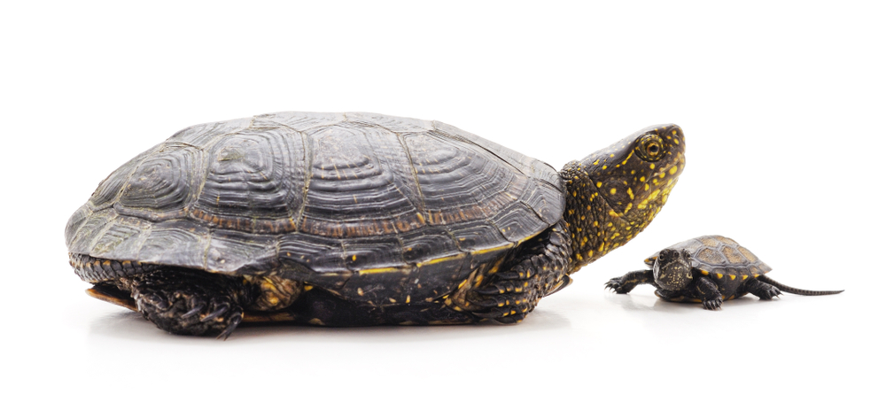 La tortuga como mascota: cuidados y recomendaciones