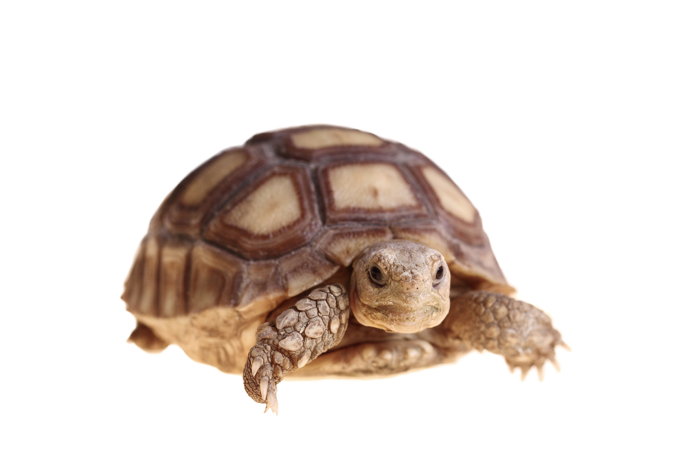 gastar cobertura conectar La tortuga como mascota: cuidados y recomendaciones