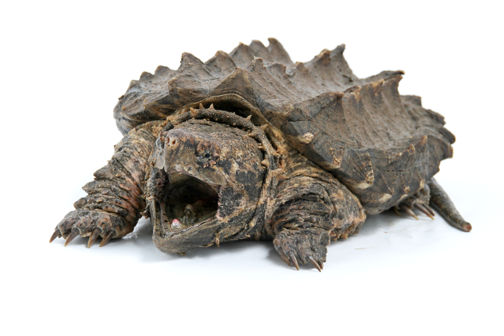 Amplificar pala Moler La tortuga como mascota: cuidados y recomendaciones