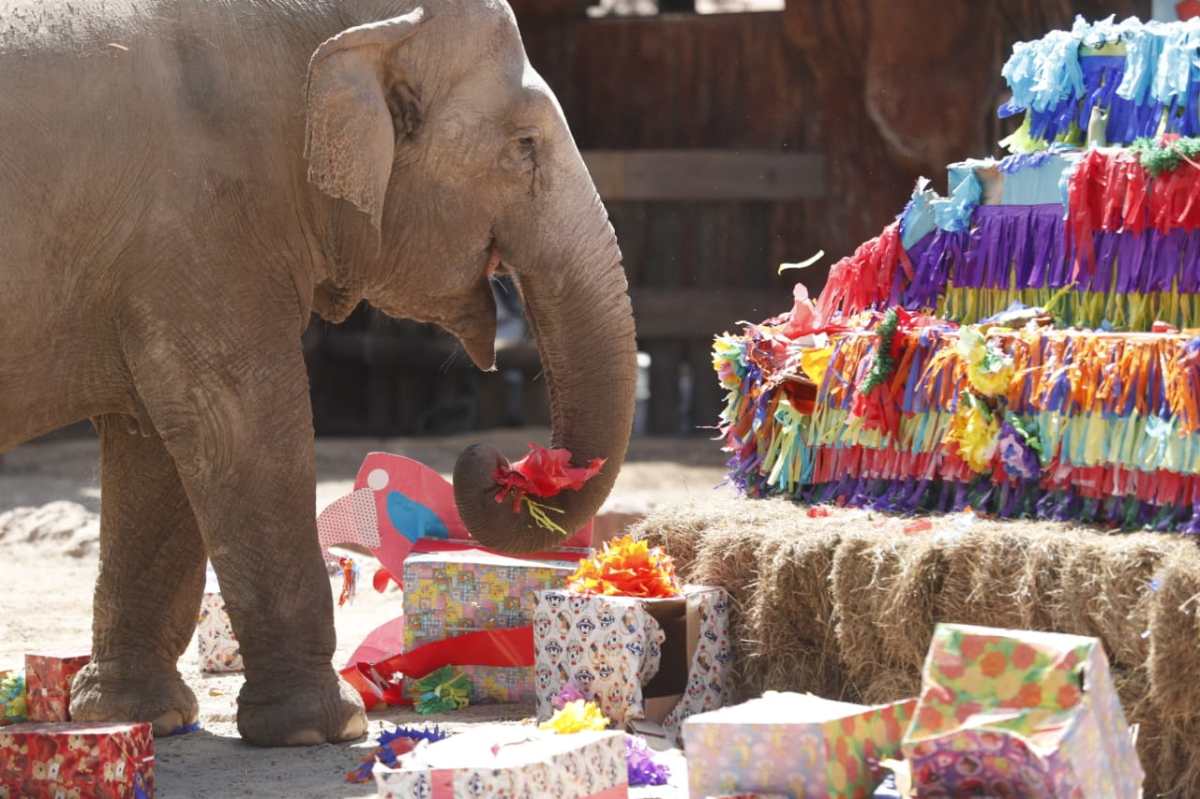 La elefanta Trompita celebra sus 59 años con pastel y regalos