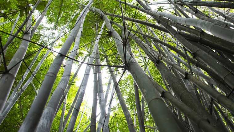 Científicos brasileños están utilizando bambú como sustituto de tuberías y cables. GETTY IMAGES