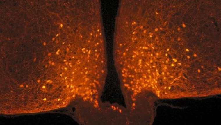 Los astrocitos cubren las neuronas POMC antes de una comida, pero se retiran después de comer, produciendo así una sensación de saciedad. DANAÉ NUZZACI / CNRS / CSGA