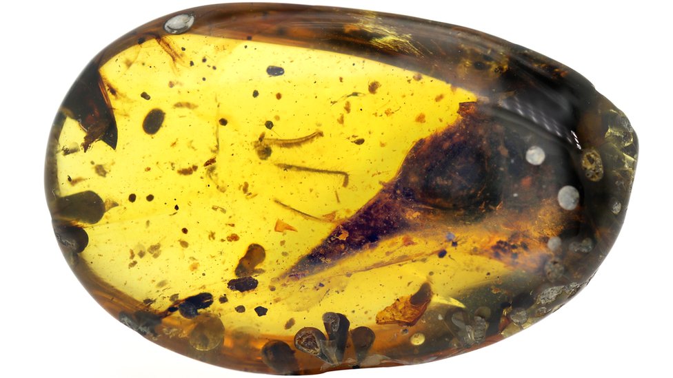 El ámbar preservó el fósil del 'Oculudentavis khaungraae' durante 99 millones de años. Lida Xing