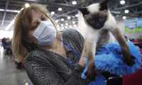 Una mujer con una máscara prepara a su mascota mientras asiste a la exposición internacional de gatos, en Moscú, Rusia. (Foto Prensa Libre: EFE)