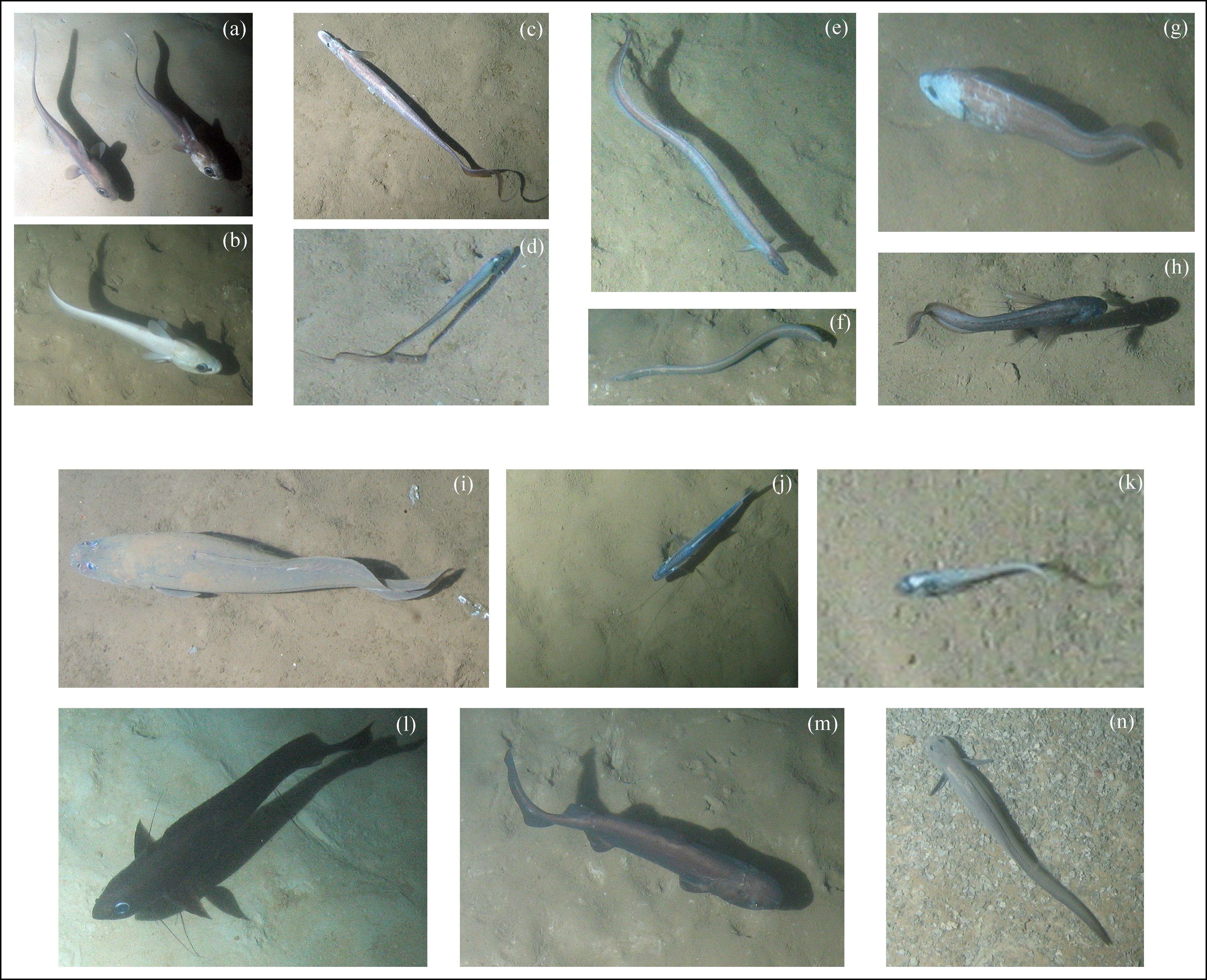 Combo de fotografías cedido por DELOS Consortium que muestra varias especies de peces del fondo oceánico sobre los que se hizo un estudio sobre patrones migratorios, en Miami (EE.UU).  (Foto Prensa Libre: EFE)