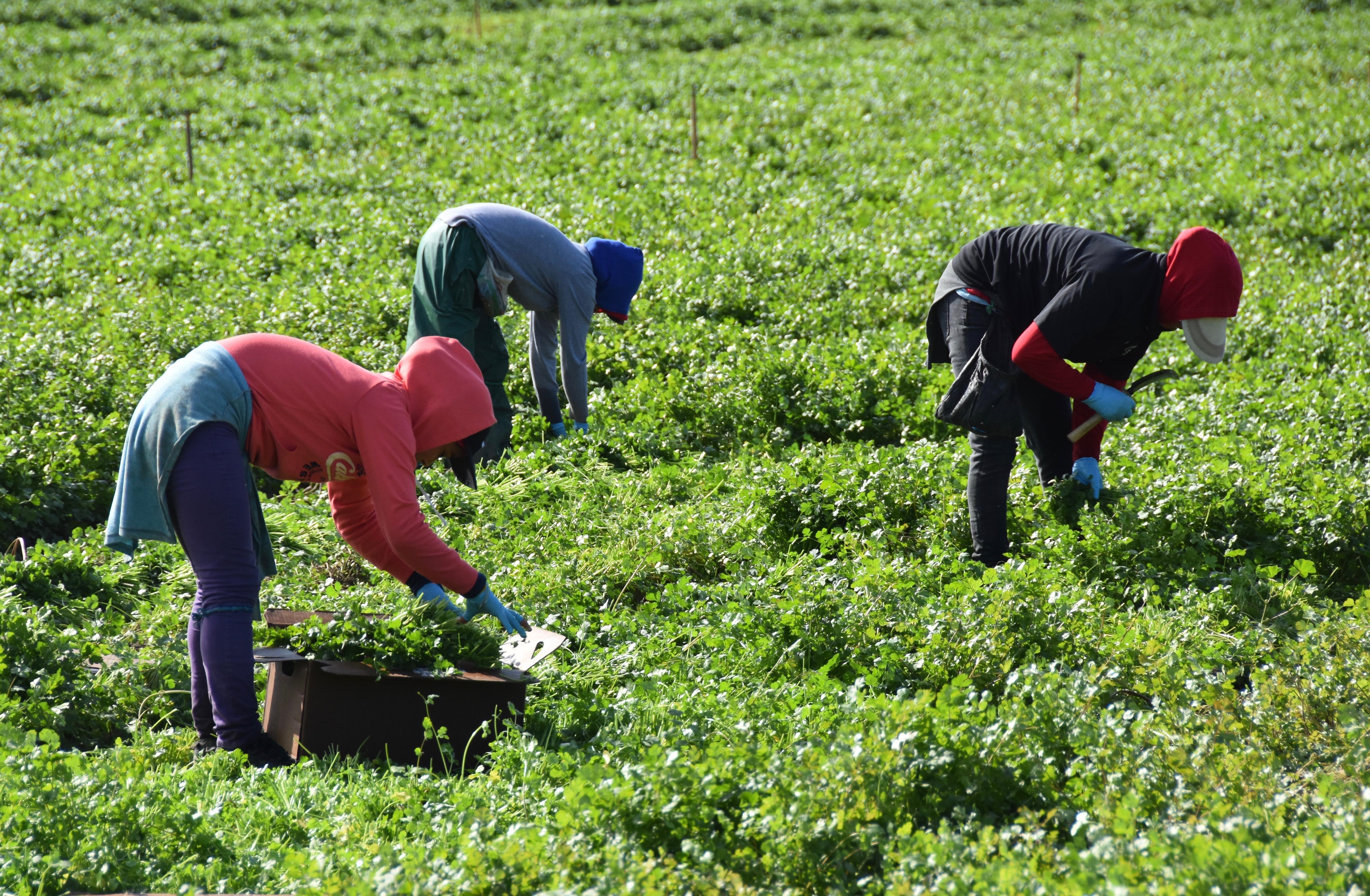Los trabajadores del campo figuran en la lista de empleos esenciales que en medio de la pandemia del coronavirus. (Foto Prensa Libre: EFE)