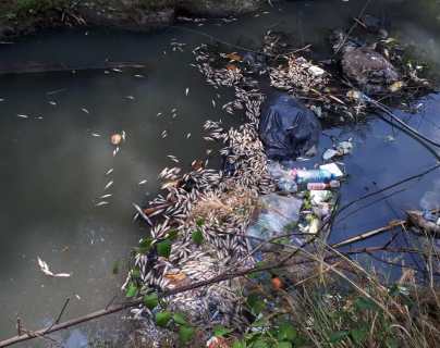 Preocupa muerte de peces en el río Xulá y vecinos acusan a pescadores por uso de productos químicos
