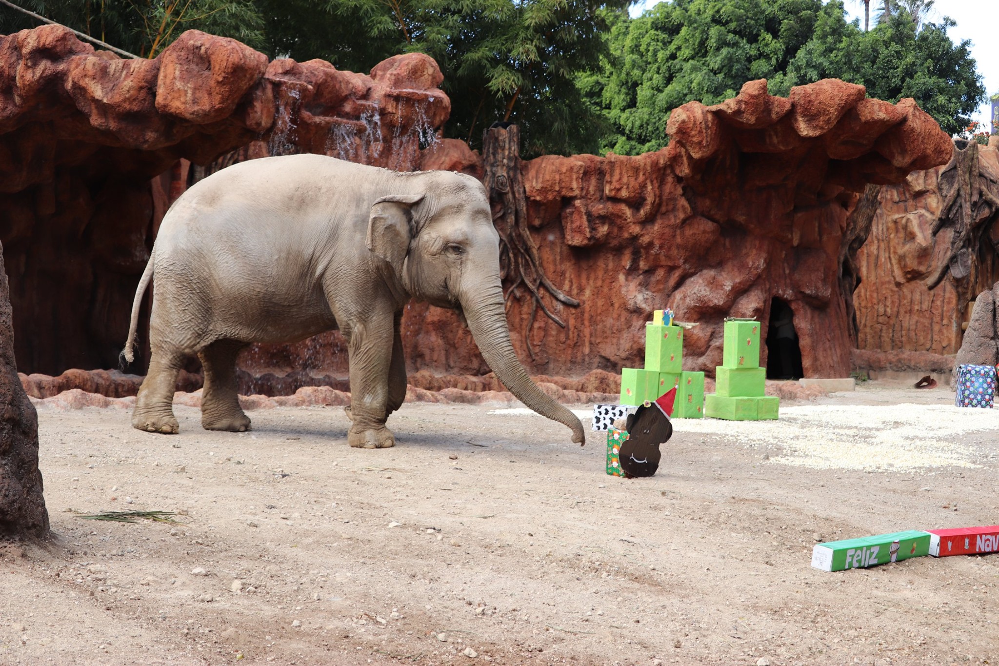 Trompita llegó al Zoológico La Aurora en el 2008 luego de haber sido rescatada de un circo. (Foto Prensa Libre: Cortesía Zoológico La Aurora)