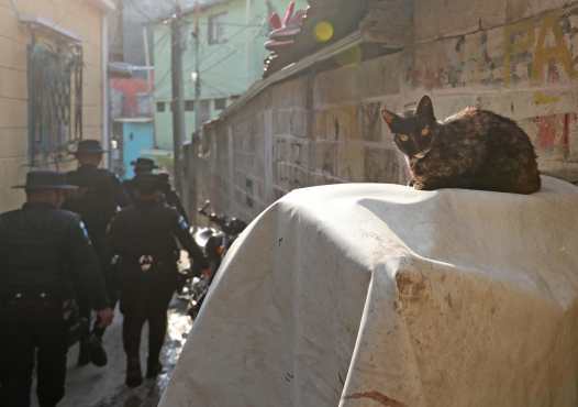 Mientras los agentes recorrían el lugar varias mascotas esperaban afuera de sus hogares. Foto Prensa Libre: Óscar Rivas
