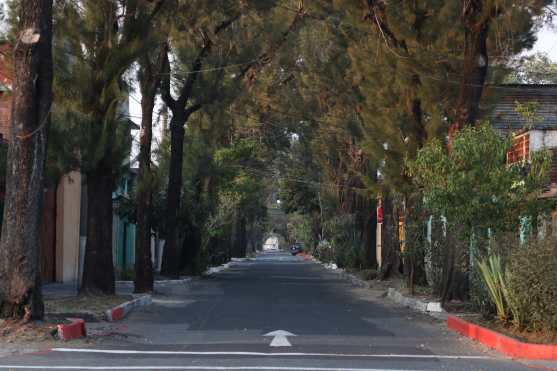 Los árboles de pino y ciprés son testigos del vacío en la 17 avenida de la zona 1. Foto Prensa Libre: Óscar Rivas