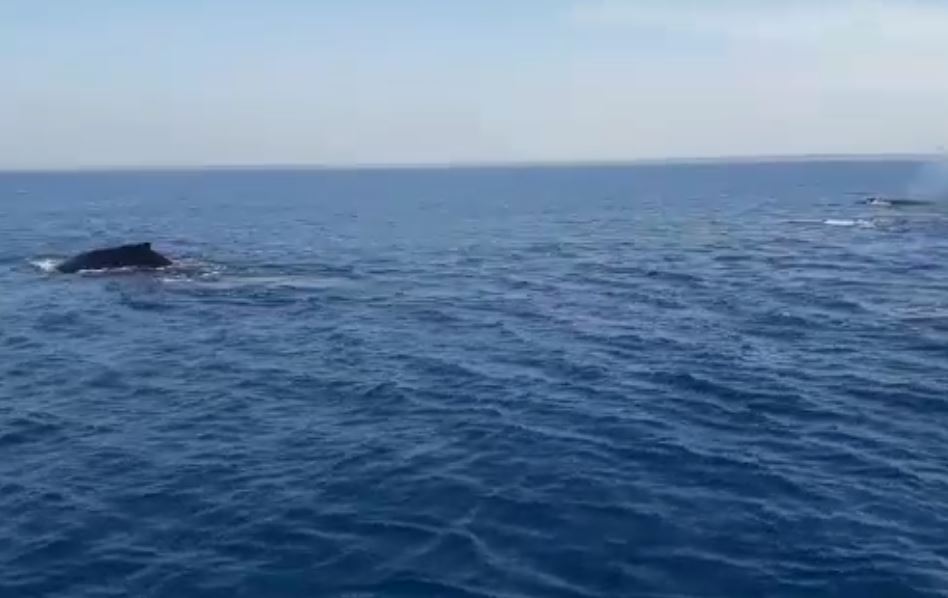 Así fue el avistamiento de un grupo de ballenas en la playa de Chiquimulilla