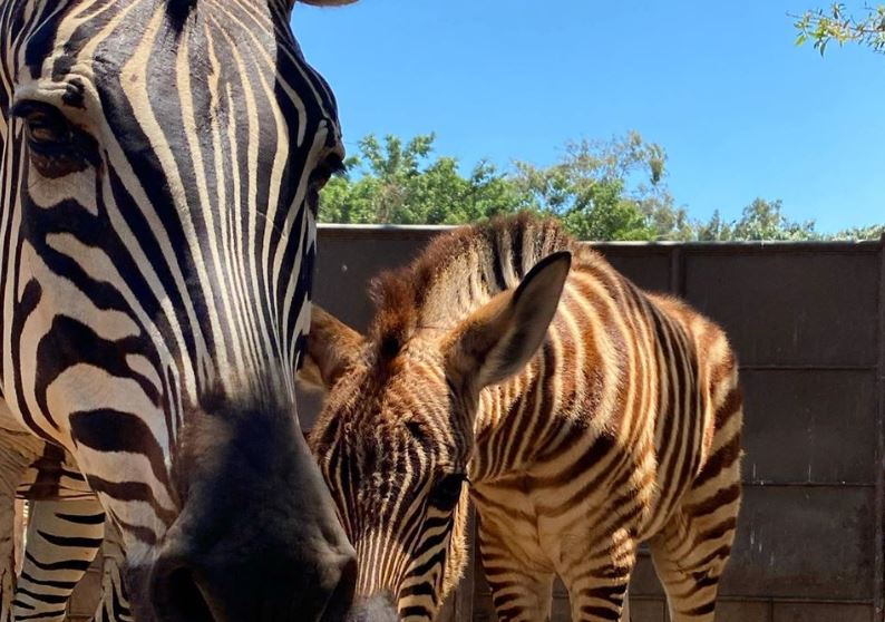 Cebra junto a su cría en el Parque Zoológico la Aurora. (Foto Prensa Libre: Cortesía). 
