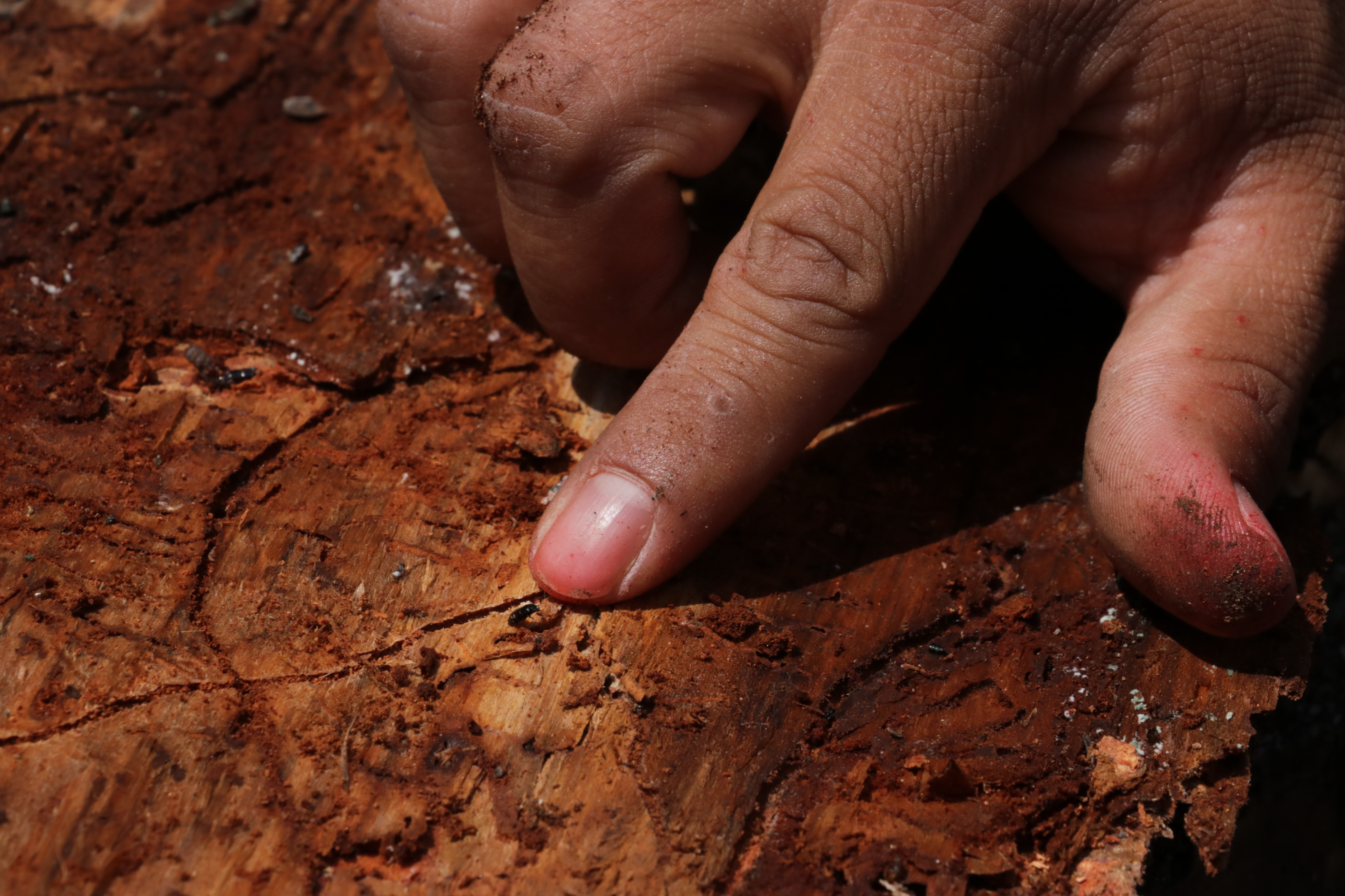 Aunque su ciclo de vida es de cuatro a seis semanas, el gorgojo del pino aprovecha la vulnerabilidad de los bosques afectados por incendios, sequías, talas ilegales y falta de manejo forestal para invadirlos. (Foto Prensa Libre: Víctor Chamalé)