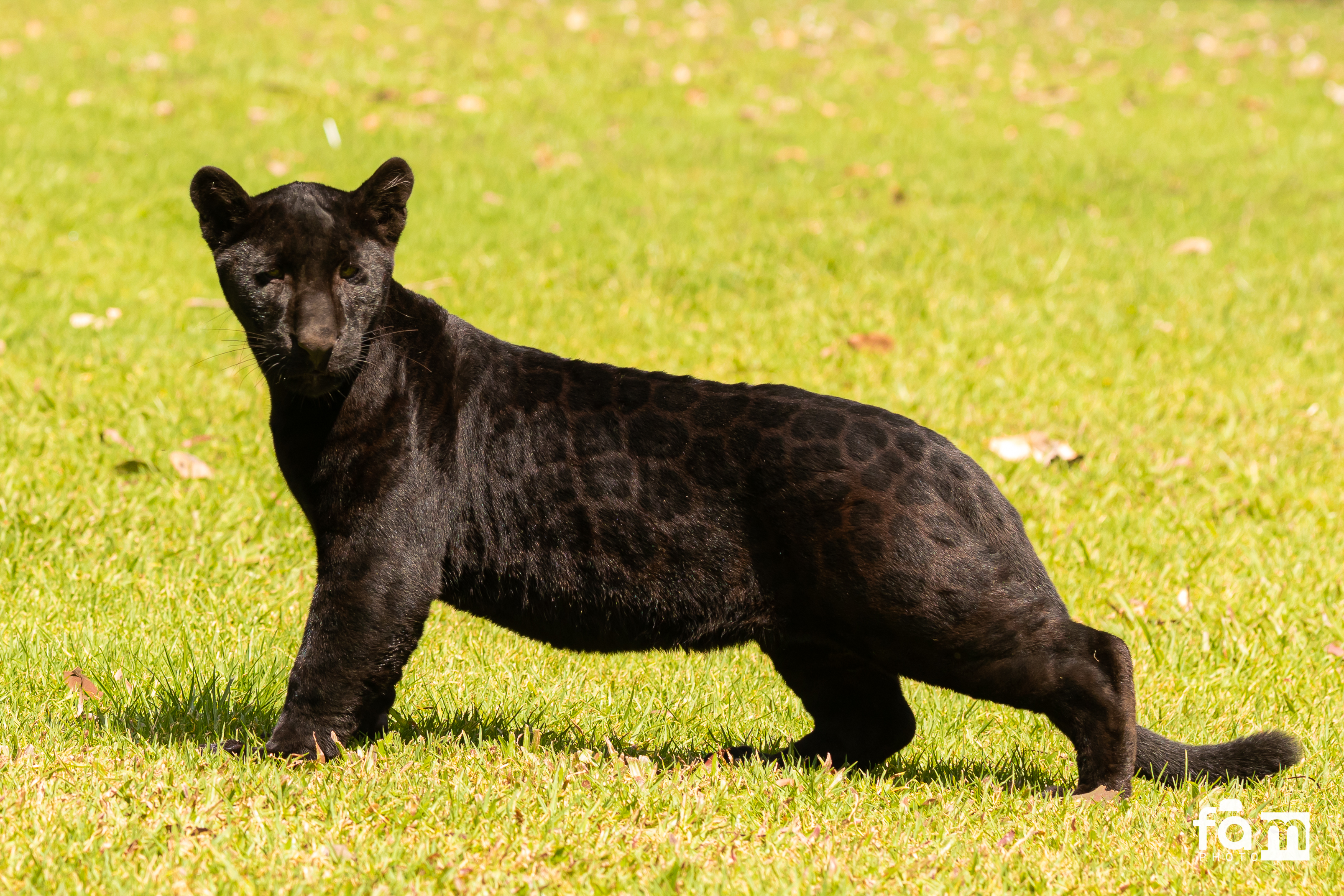 Debido al color de Ónix, es difícil apreciar las manchas características del jaguar. (Foto Prensa Libre: Cortesía Francisco Arriola)  