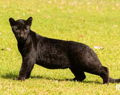 Esto es lo que debe saber de Ónix, el jaguar oscuro del Zoológico La Aurora