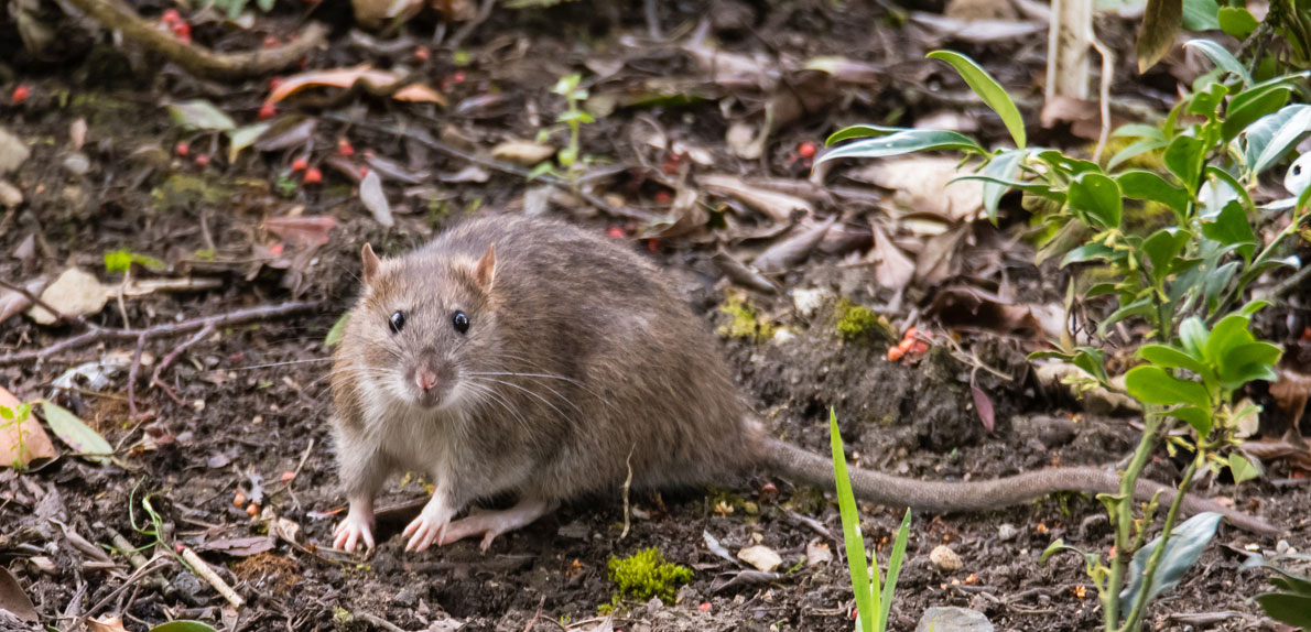 Según la Organización Panamericana de la Salud, los roedores son causantes del hantavirus. (Foto Prensa Libre: OPS)