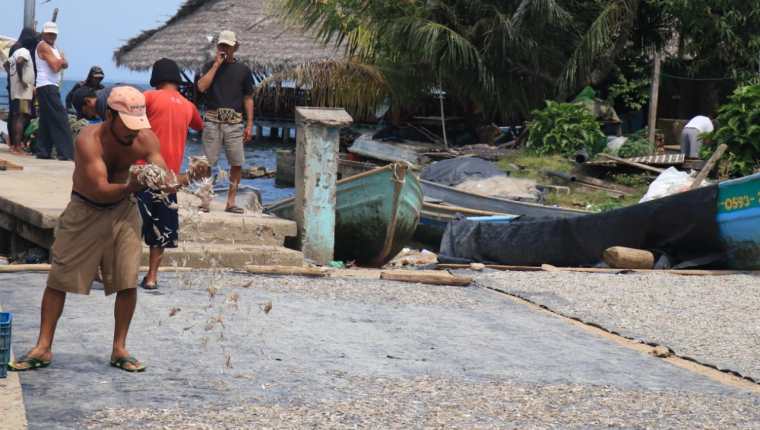 En Izabal los pescadores señalan que necesitan apoyo de programas sociales para sobrepasar los tiempos de veda. (Foto Prensa Libre: Dony Stewart)