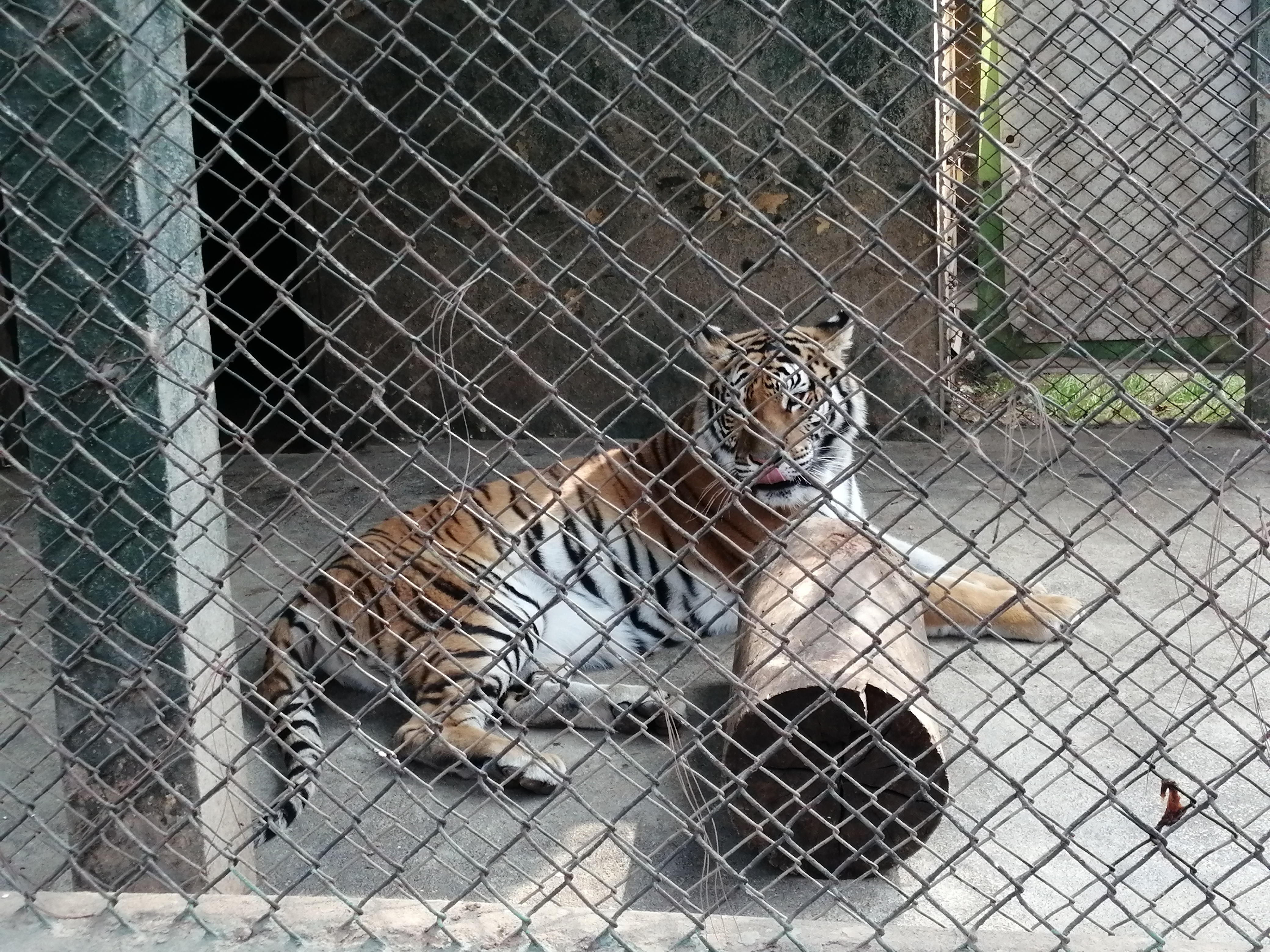 Los tigres de bengala del zoológico llegaron de cachorros y pertenecían a un circo, se busca preservar su especie y necesitan de un recinto adecuado. (Foto Prensa Libre: María Longo) 