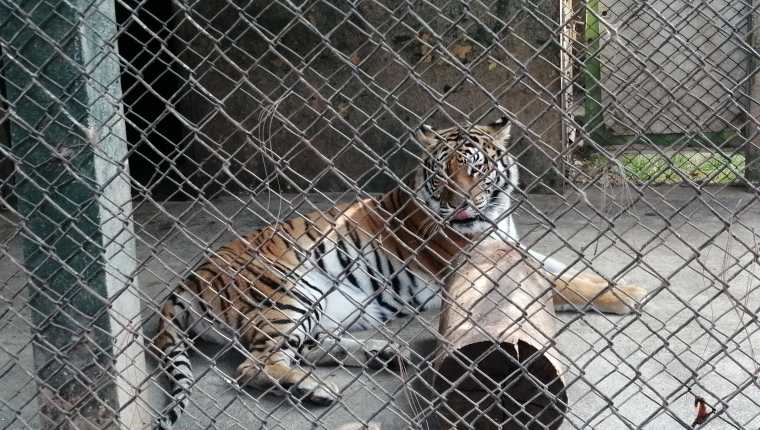 Los tigres de bengala del zoológico llegaron de cachorros y pertenecían a un circo, se busca preservar su especie y necesitan de un recinto adecuado. (Foto Prensa Libre: María Longo) 