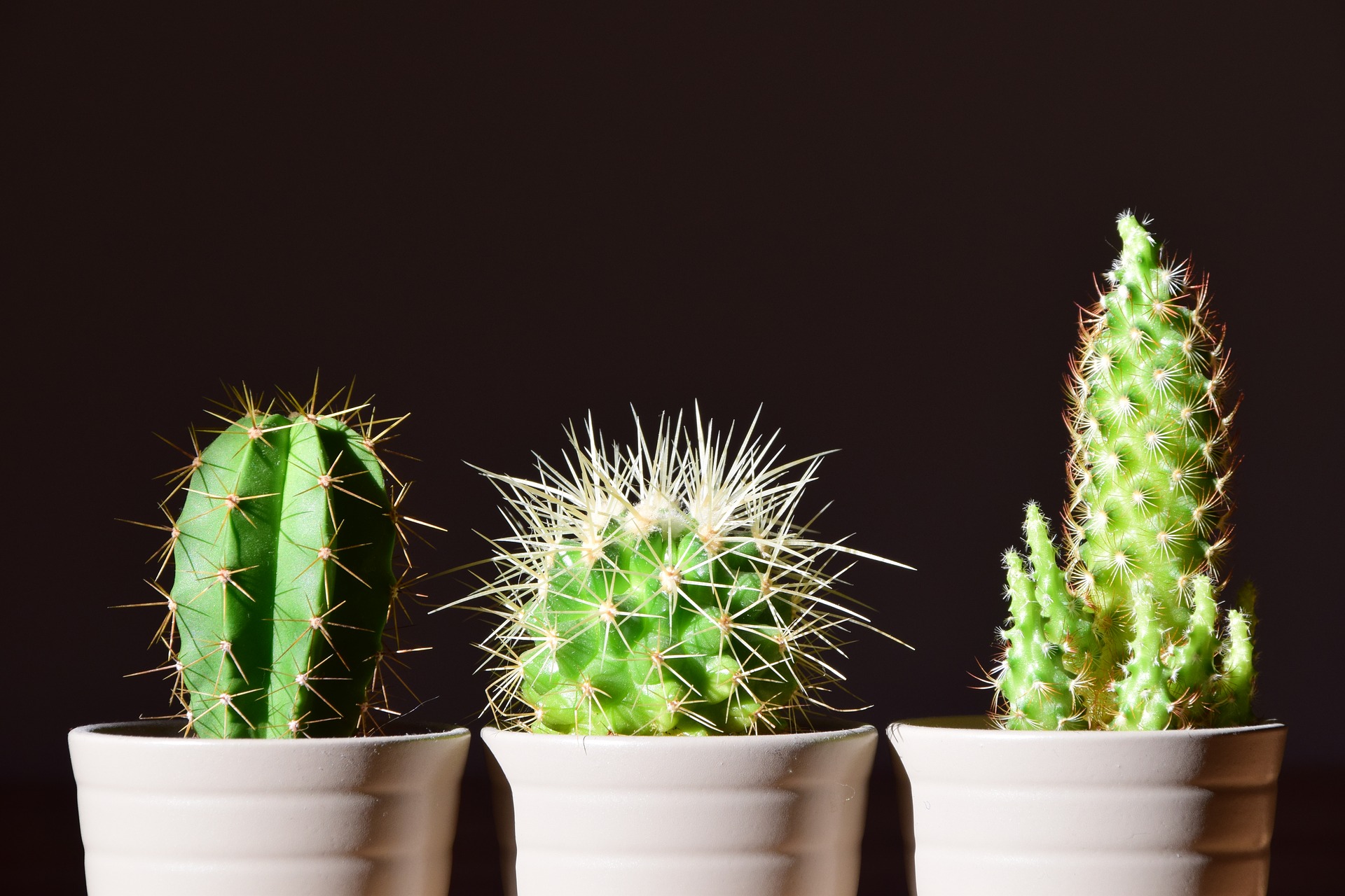 Responder apuntalar pistón Consejos para el cuidado de los cactus